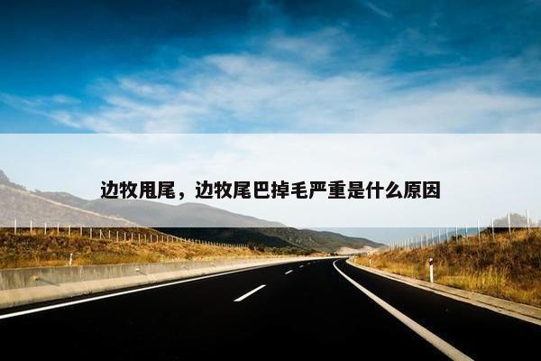 边牧甩尾，边牧尾巴掉毛严重是什么原因
