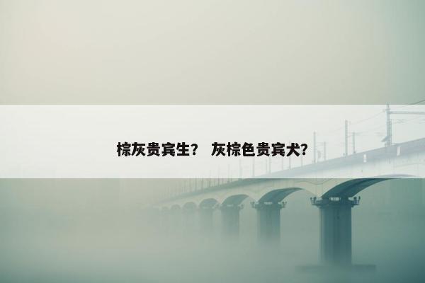 棕灰贵宾生？ 灰棕色贵宾犬？
