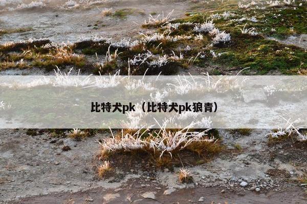 比特犬pk(比特犬pk狼青)