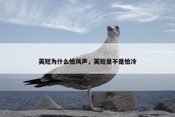 英短为什么怕风声，英短是不是怕冷