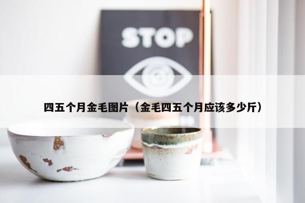 四五个月金毛图片（金毛四五个月应该多少斤）