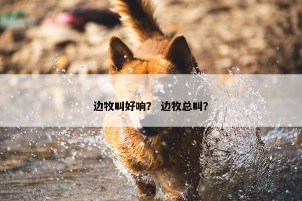 边牧叫好响？ 边牧总叫？