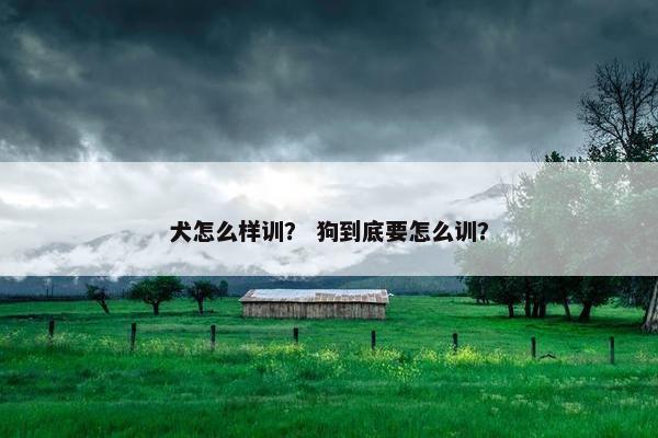 犬怎么样训? 狗到底要怎么训?