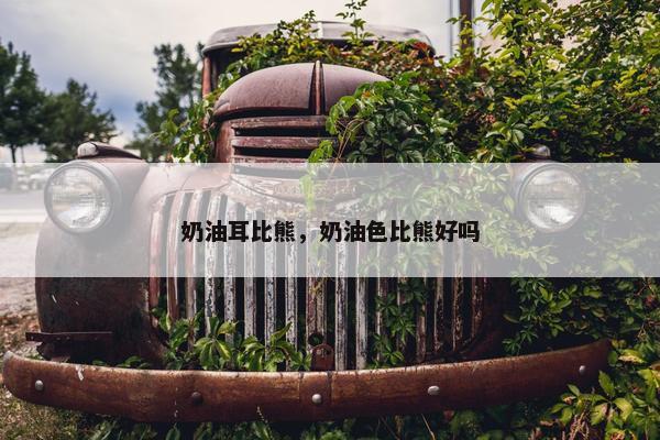 奶油耳比熊,奶油色比熊好吗