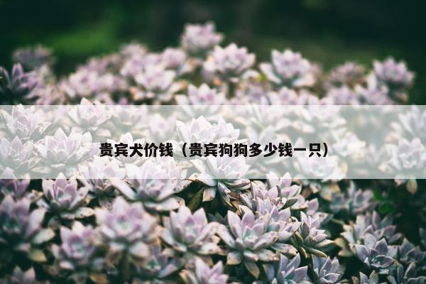 贵宾犬价钱（贵宾狗狗多少钱一只）