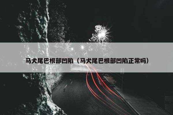 马犬尾巴根部凹陷（马犬尾巴根部凹陷正常吗）