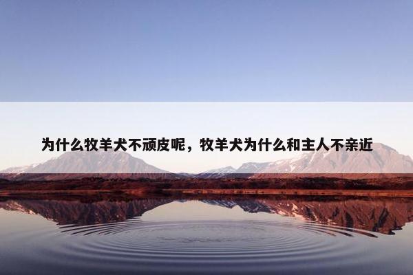 为什么牧羊犬不顽皮呢，牧羊犬为什么和主人不亲近