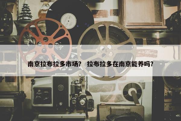 拉布拉多