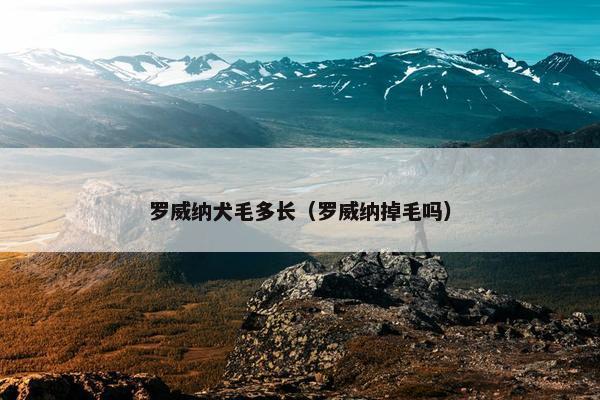 罗威纳犬毛多长（罗威纳掉毛吗）