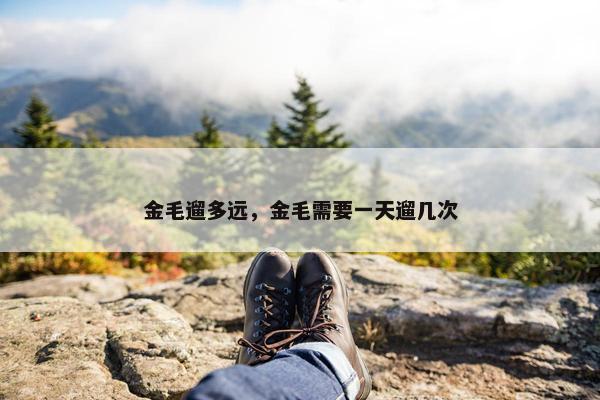 金毛遛多远,金毛需要一天遛几次