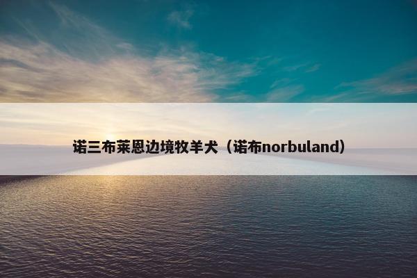 诺三布莱恩边境牧羊犬（诺布norbuland）