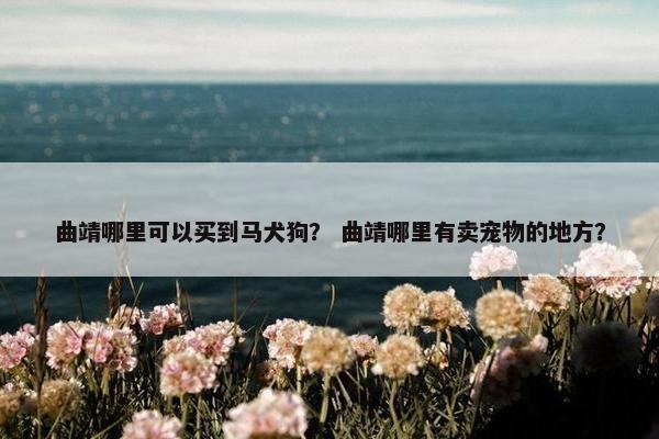 曲靖哪里可以买到马犬狗？ 曲靖哪里有卖宠物的地方？