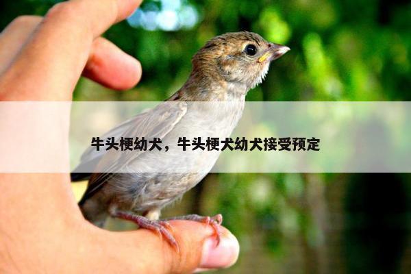 牛头梗幼犬，牛头梗犬幼犬接受预定