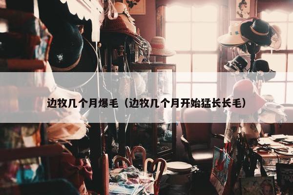 边牧几个月爆毛（边牧几个月开始猛长长毛）