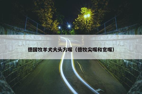 德国牧羊犬大头方嘴（德牧尖嘴和宽嘴）