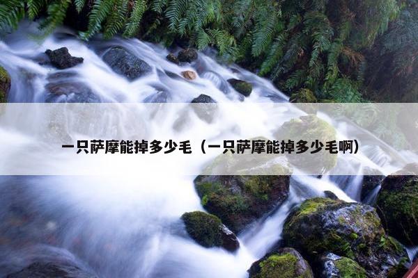 一只萨摩能掉多少毛(一只萨摩能掉多少毛啊)