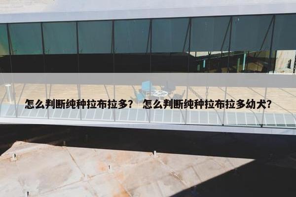 怎么判断纯种拉布拉多? 怎么判断纯种拉布拉多幼犬?