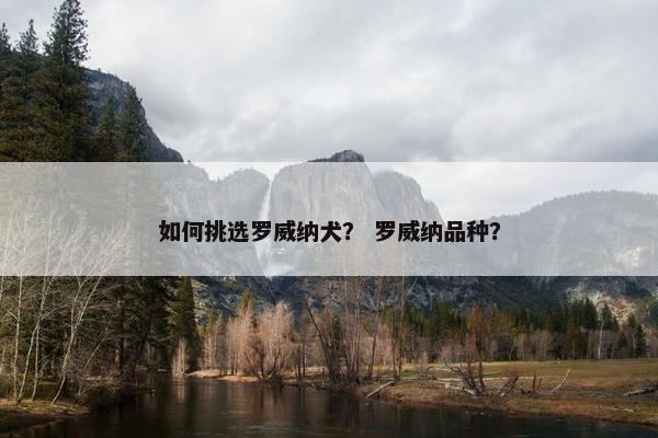 如何挑选罗威纳犬? 罗威纳品种?