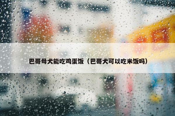 巴哥母犬能吃鸡蛋饭(巴哥犬可以吃米饭吗)