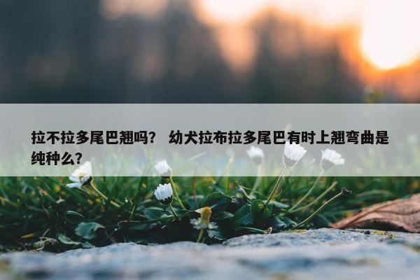 拉不拉多尾巴翘吗？ 幼犬拉布拉多尾巴有时上翘弯曲是纯种么？