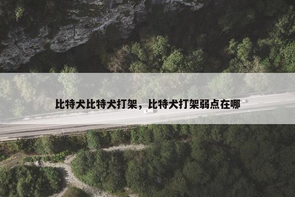 比特犬比特犬打架,比特犬打架弱点在哪