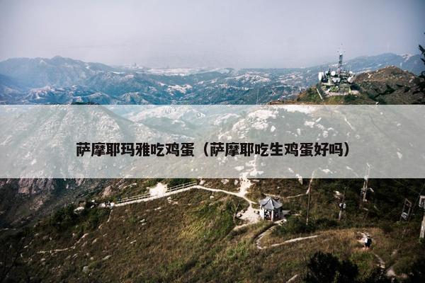 萨摩耶玛雅吃鸡蛋（萨摩耶吃生鸡蛋好吗）