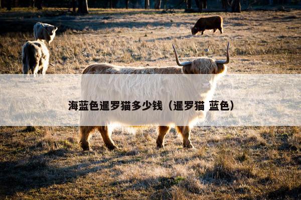 海蓝色暹罗猫多少钱（暹罗猫 蓝色）