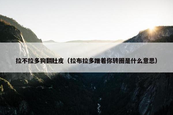 拉不拉多狗翻肚皮（拉布拉多蹭着你转圈是什么意思）