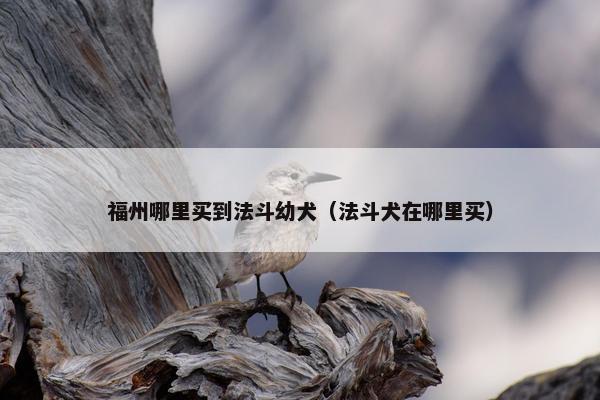 福州哪里买到法斗幼犬（法斗犬在哪里买）