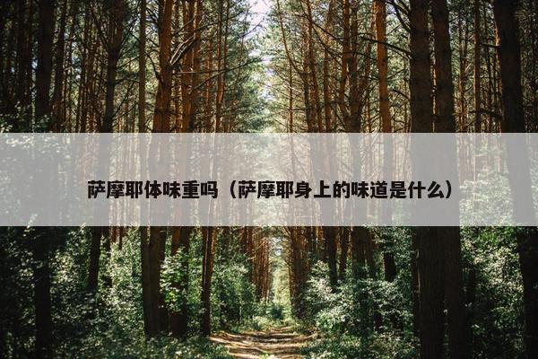 萨摩耶体味重吗（萨摩耶身上的味道是什么）