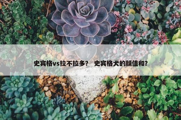 史宾格vs拉不拉多？ 史宾格犬的颜值和？