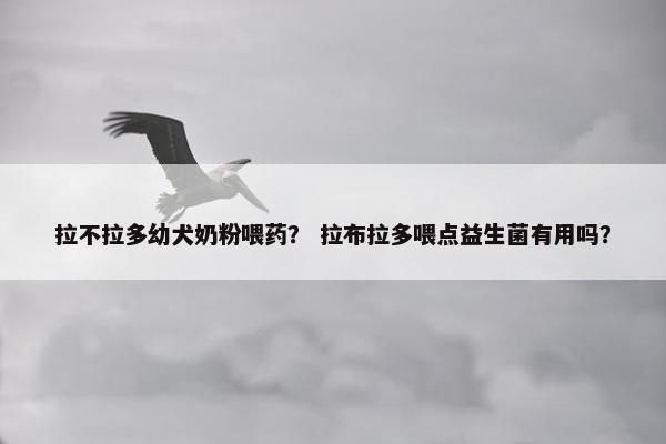 拉不拉多幼犬奶粉喂药？ 拉布拉多喂点益生菌有用吗？
