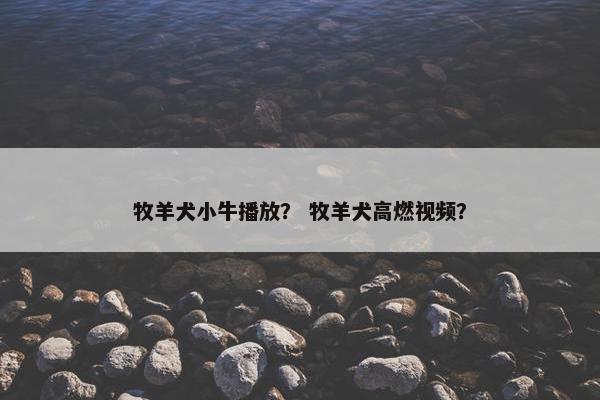牧羊犬小牛播放？ 牧羊犬高燃视频？