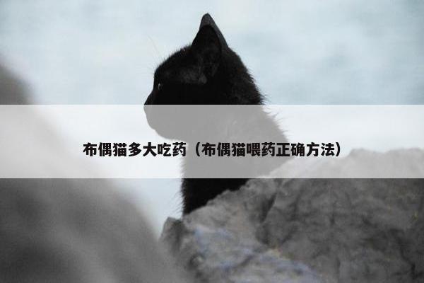 布偶猫多大吃药（布偶猫喂药正确方法）