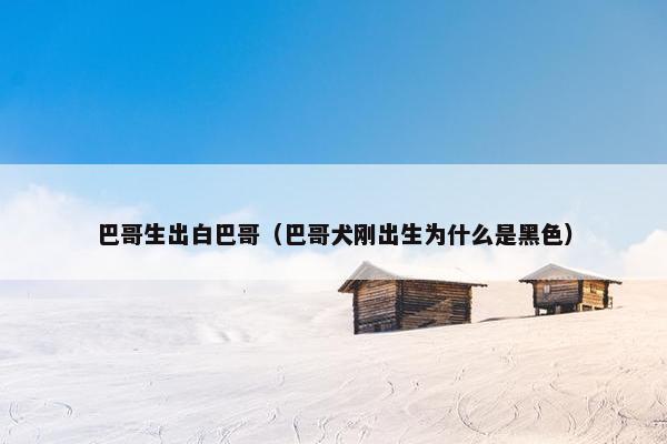 巴哥生出白巴哥（巴哥犬刚出生为什么是黑色）