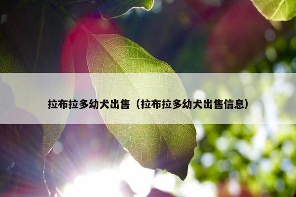 拉布拉多幼犬出售（拉布拉多幼犬出售信息）