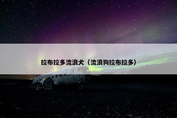 拉布拉多流浪犬（流浪狗拉布拉多）