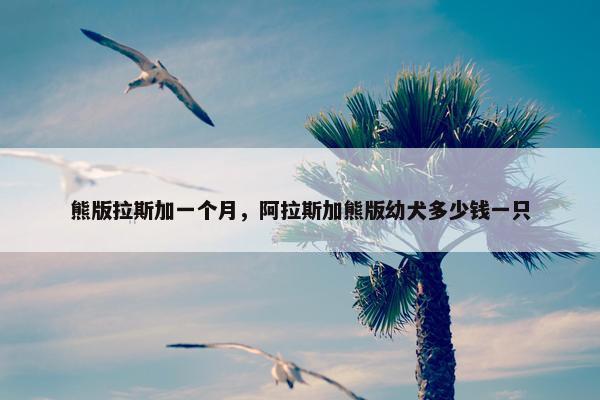 熊版拉斯加一个月，阿拉斯加熊版幼犬多少钱一只