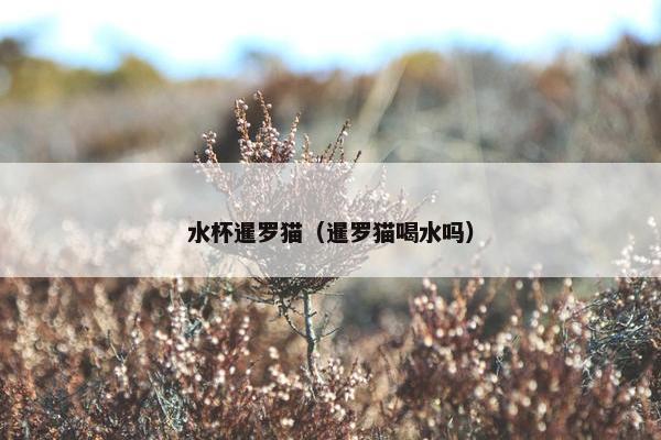 水杯暹罗猫（暹罗猫喝水吗）