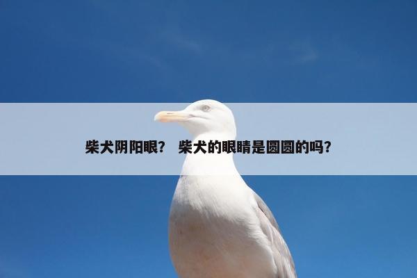 柴犬阴阳眼？ 柴犬的眼睛是圆圆的吗？