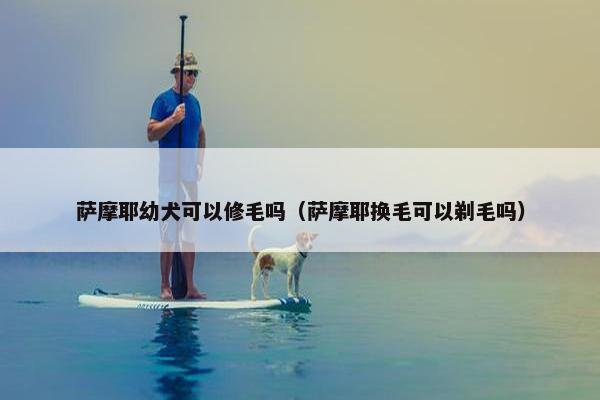 萨摩耶幼犬可以修毛吗（萨摩耶换毛可以剃毛吗）