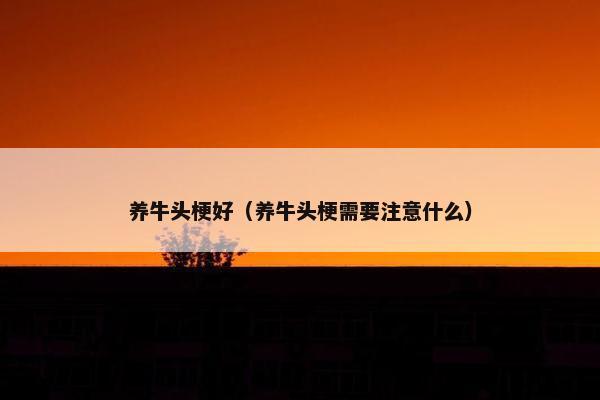 养牛头梗好（养牛头梗需要注意什么）