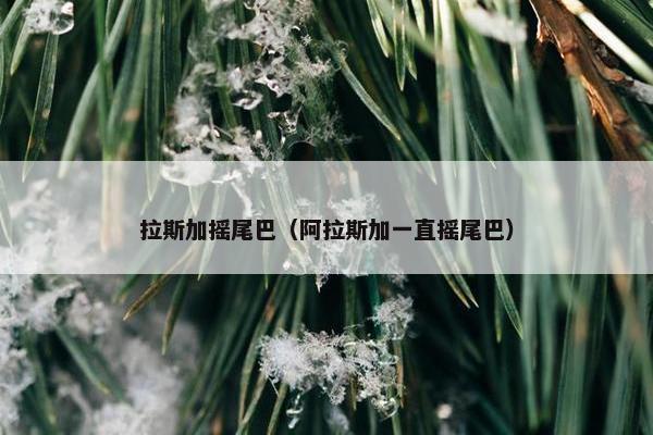 拉斯加摇尾巴（阿拉斯加一直摇尾巴）