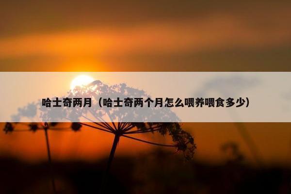 哈士奇两月（哈士奇两个月怎么喂养喂食多少）