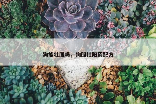 狗能壮胆吗，狗胆壮阳药配方
