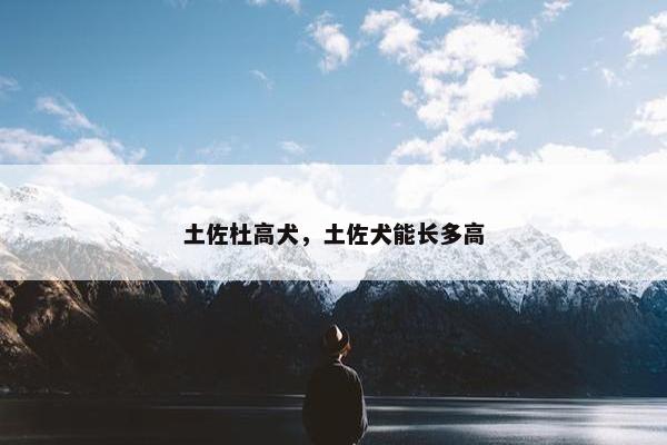 土佐杜高犬，土佐犬能长多高