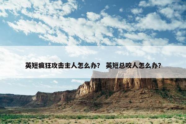 英短疯狂攻击主人怎么办？ 英短总咬人怎么办？