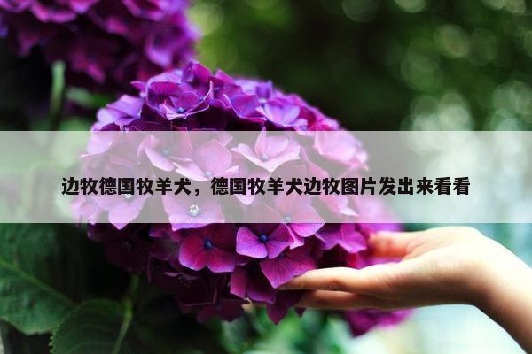 边牧德国牧羊犬，德国牧羊犬边牧图片发出来看看