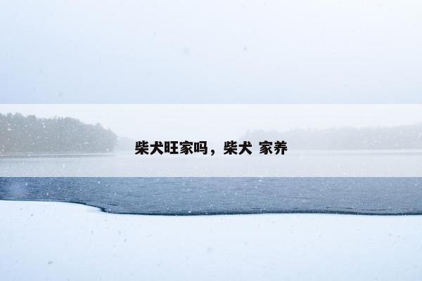 柴犬旺家吗，柴犬 家养