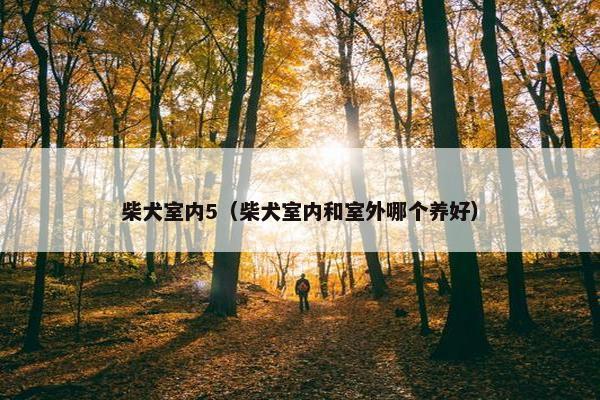 柴犬室内5（柴犬室内和室外哪个养好）